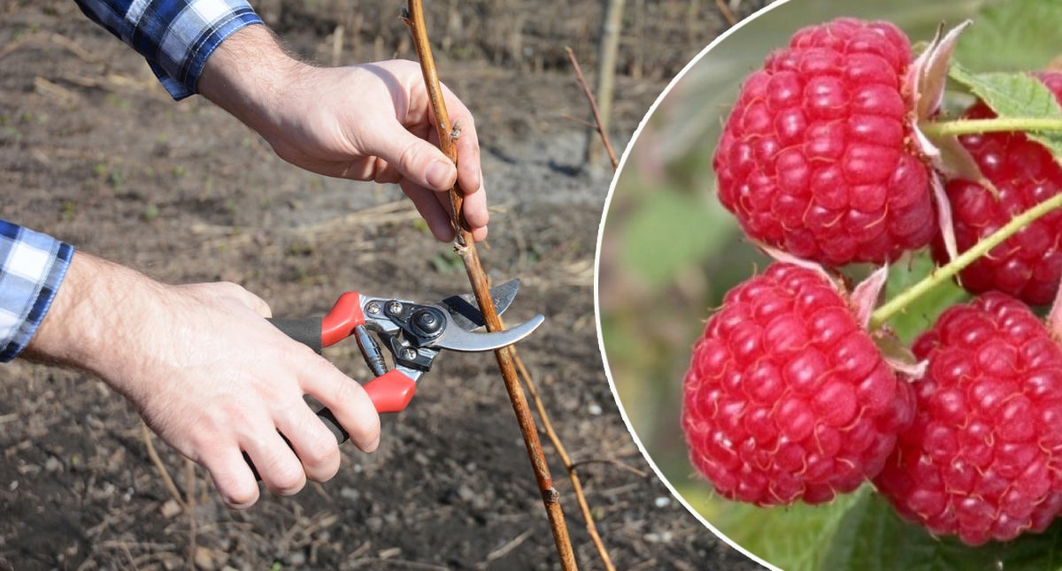 Gardener hands cutting red raspberry plant bush with bypass secateurs.