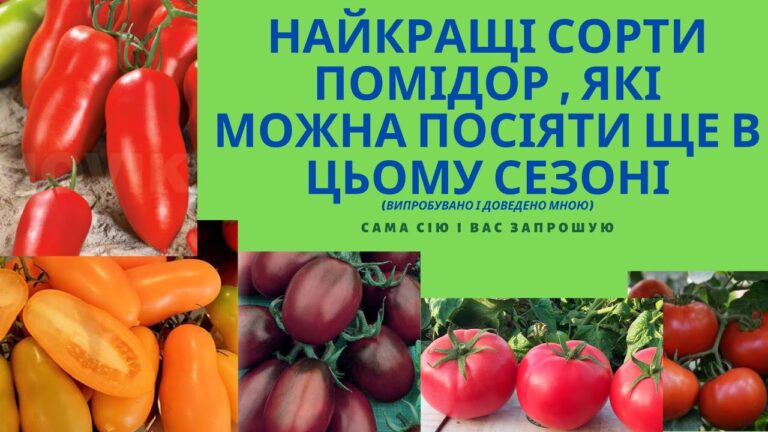 39_найсмачніші сорти помідорів_7