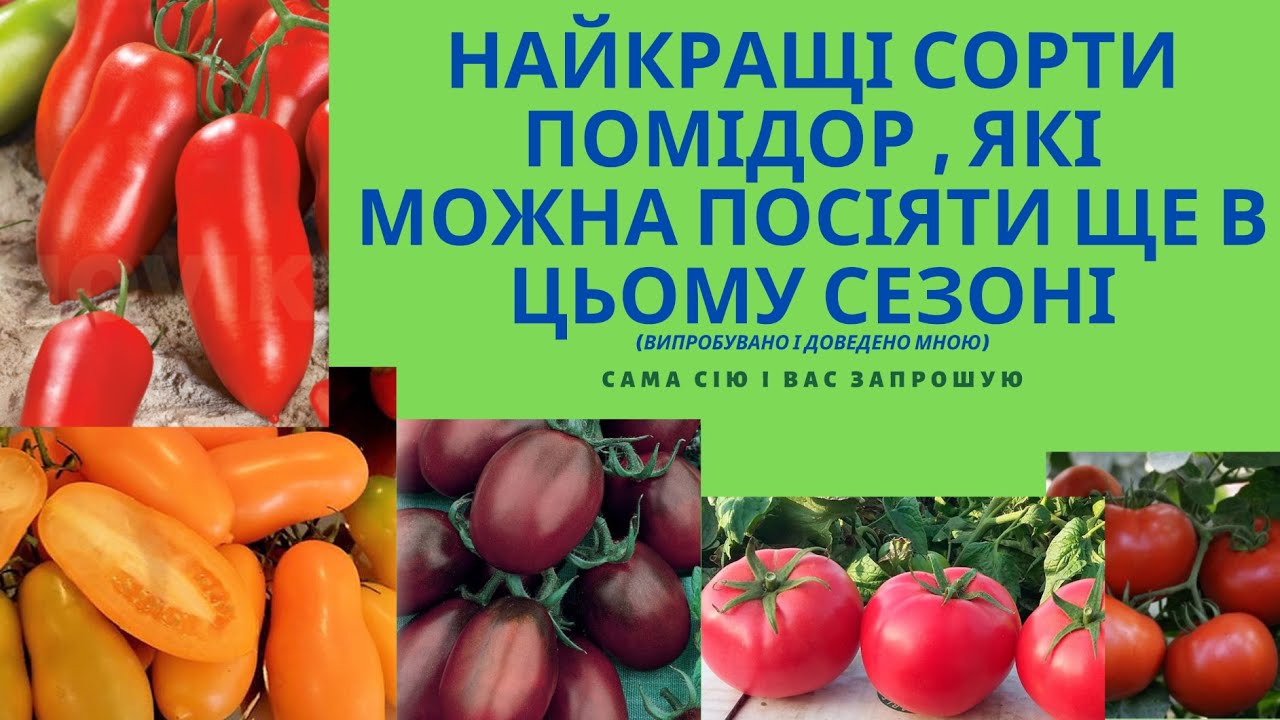 39_найсмачніші сорти помідорів_7