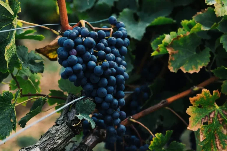 5712106379_w${width}_h${height}_obrobka-vinogradu-vesnoyu.jpg