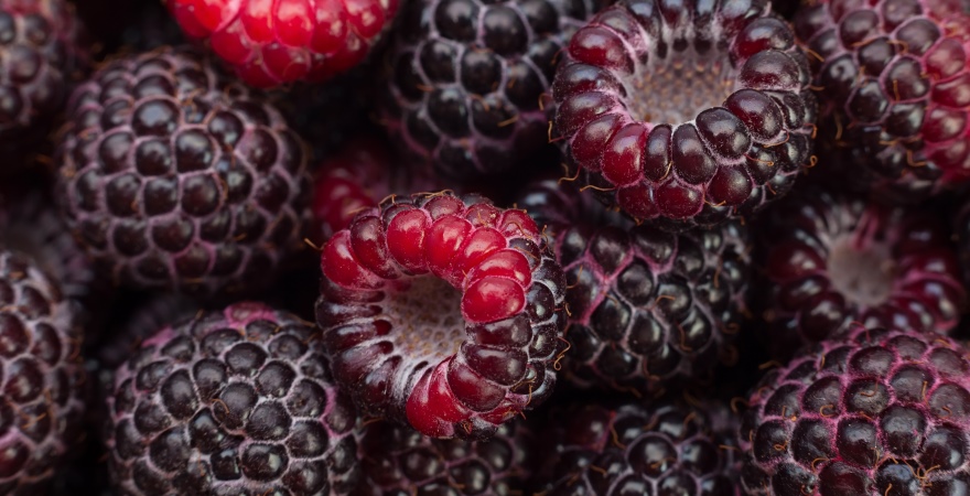 Black raspberry Cumberland