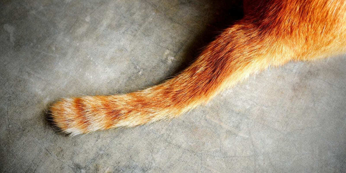 перелом хвоста у кота