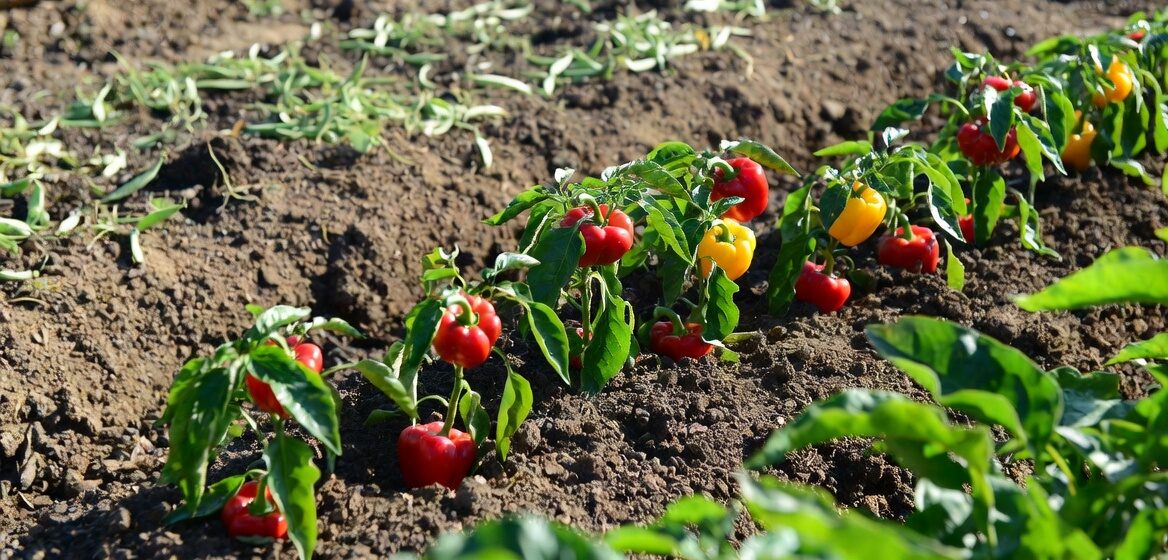 після чого садити перець
