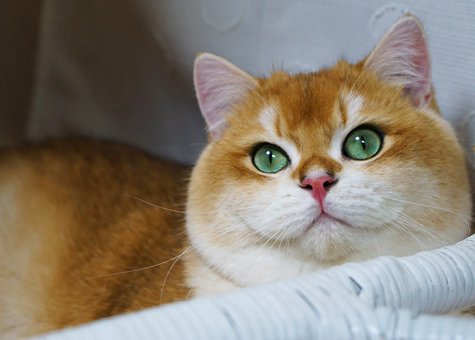 рижі коти