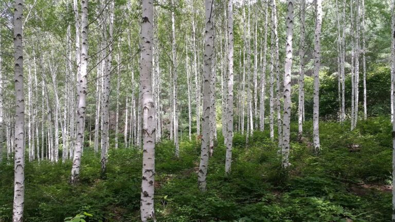 швидкоростучі дерева