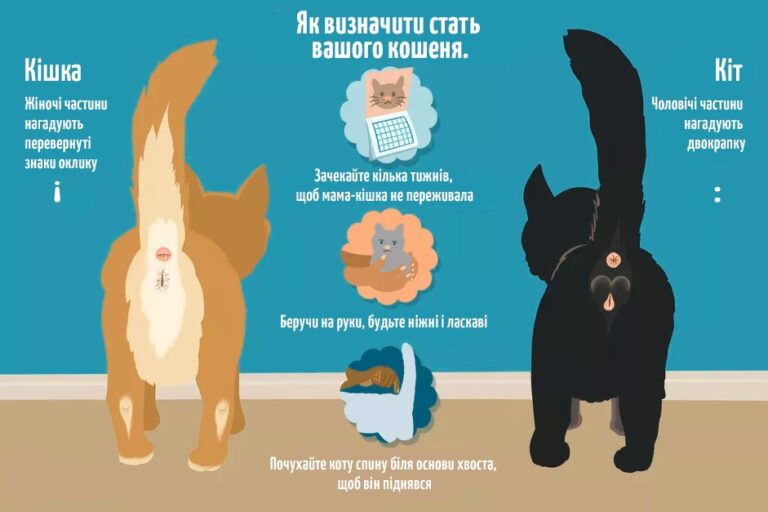 Як відрізнити кота від кішки