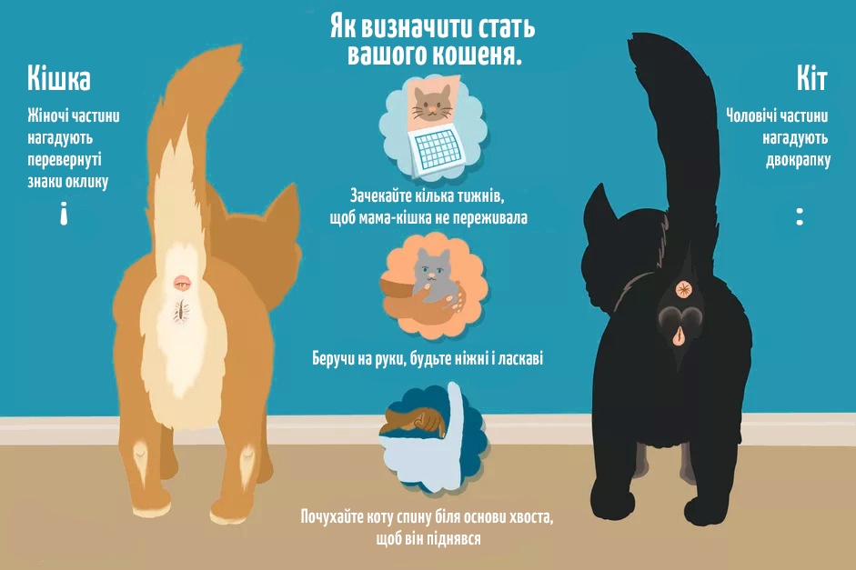 Як відрізнити кота від кішки