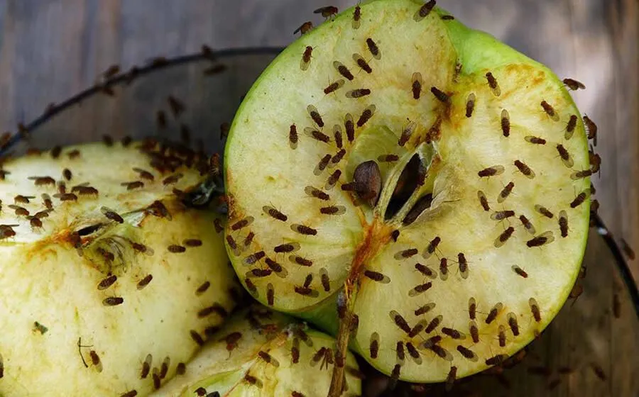 iak-pozbutysia-moshok-na-kukhni-b9d1