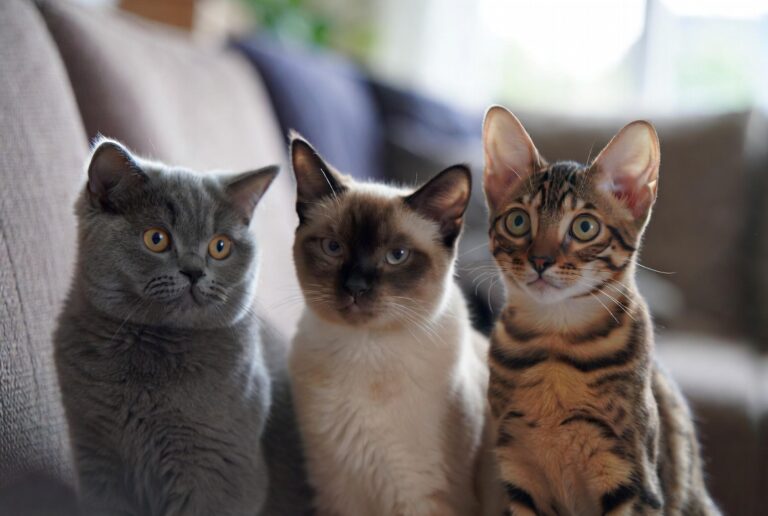 короткошерсті породи котів.