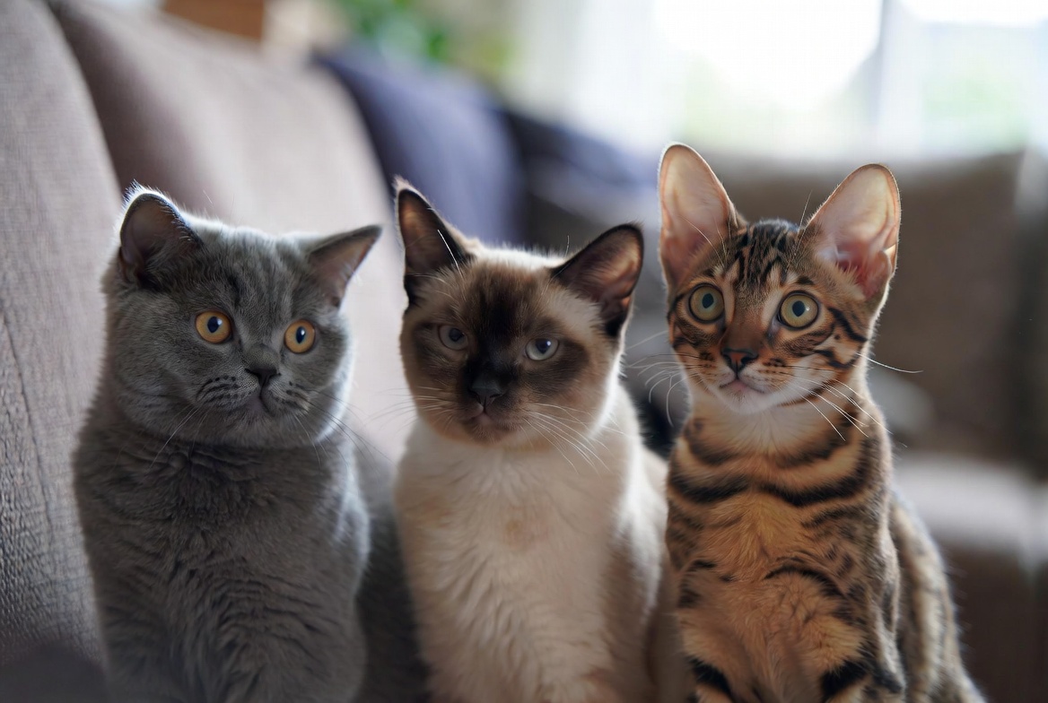 короткошерсті породи котів.