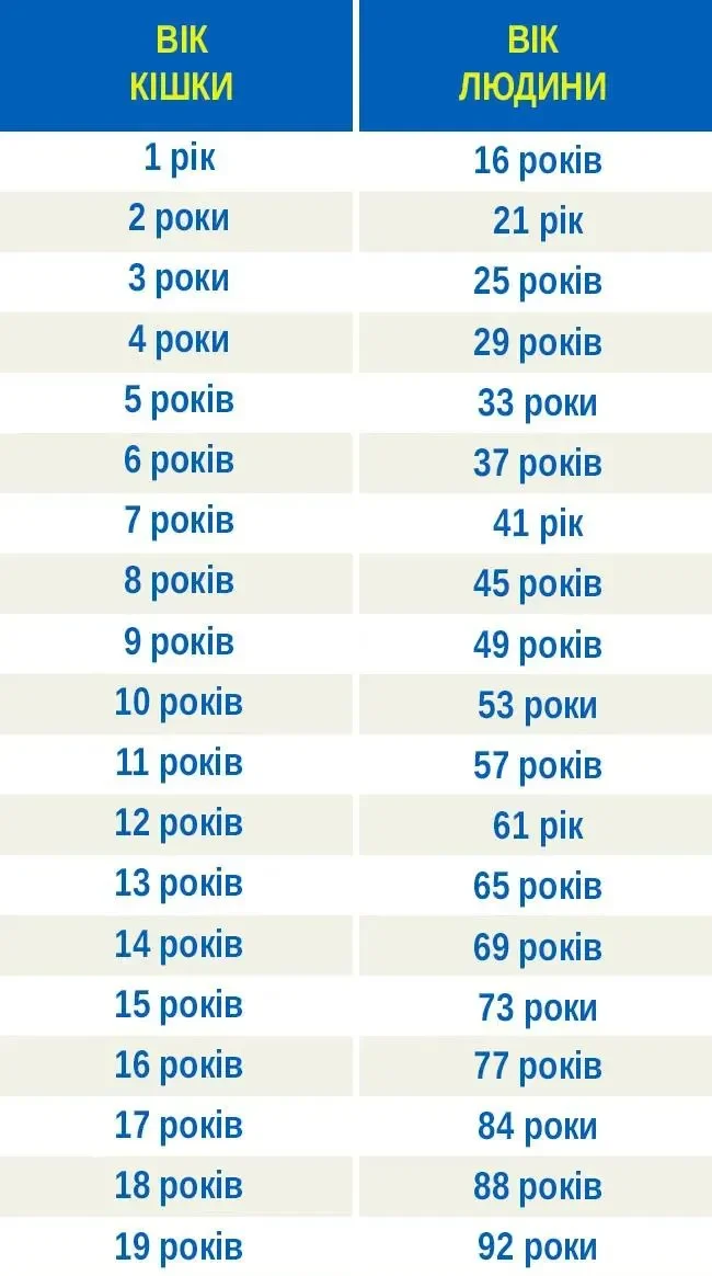 kotiachi-roky-tochnyi-pererakhunok-viku-kota-v-liudski-roky-ta-sekrety-dovholitt-9a11