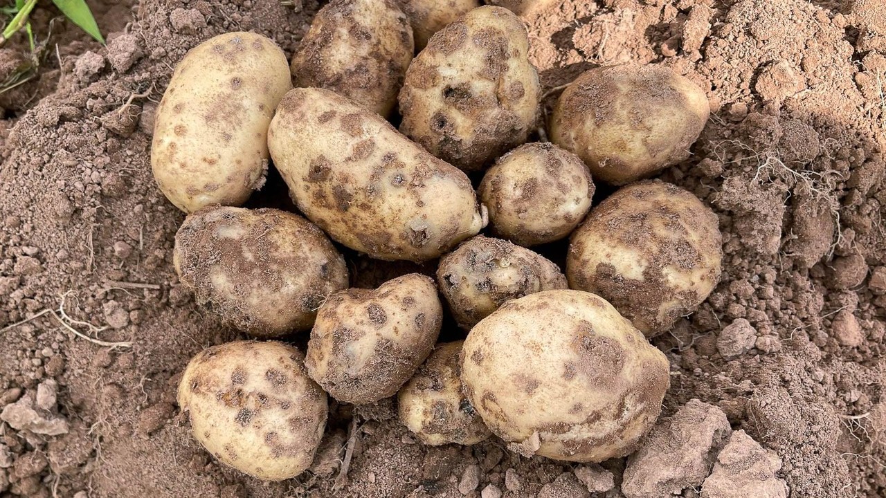 parsha-kartopli-iak-rozpiznaty-zapobihty-ta-vriatuvaty-vrozhai-1ad4