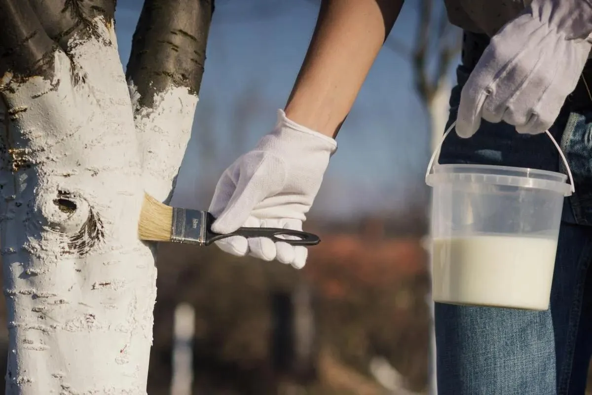 pobilka-derev-iak-pravylno-bilyty-plodovi-dereva-v-sadu-cbe0