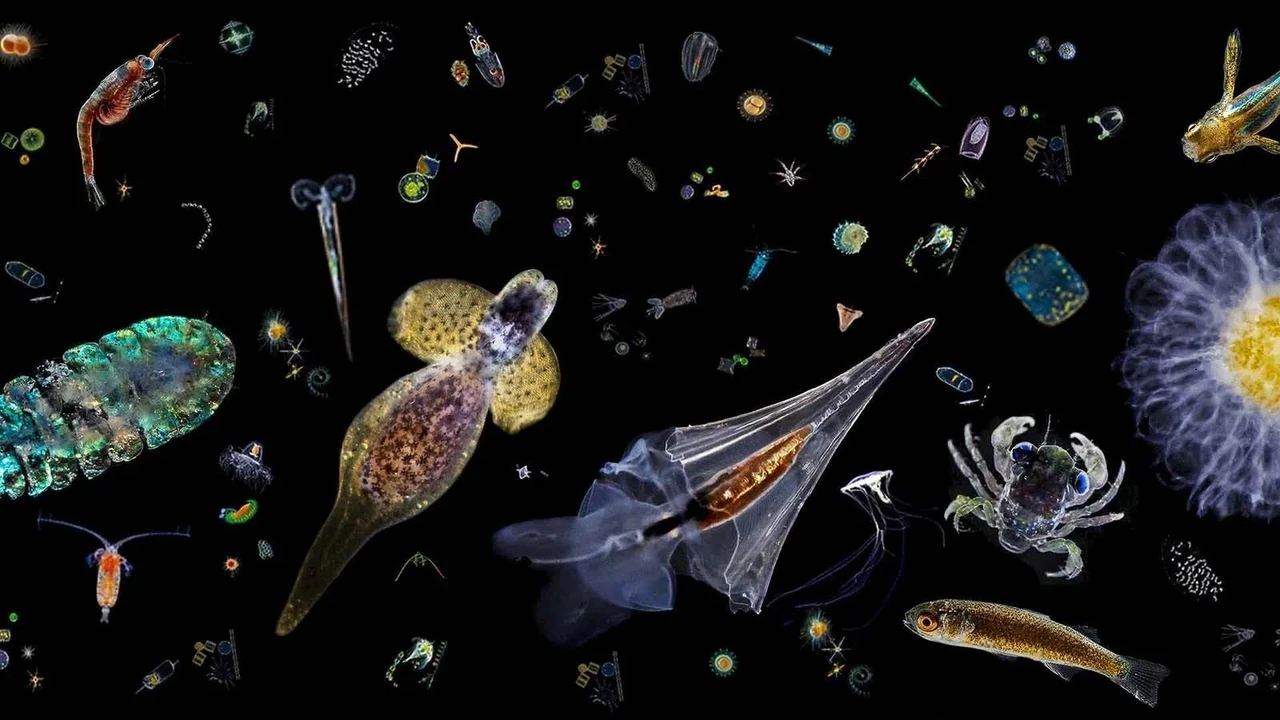 shcho-take-plankton-nevydymi-dreifery-okeanskoho-zhyttia-7254