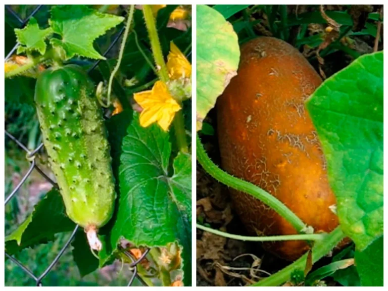 chomu-ohirky-hirki-prychyny-nauka-i-praktychni-rishennia-1bd5