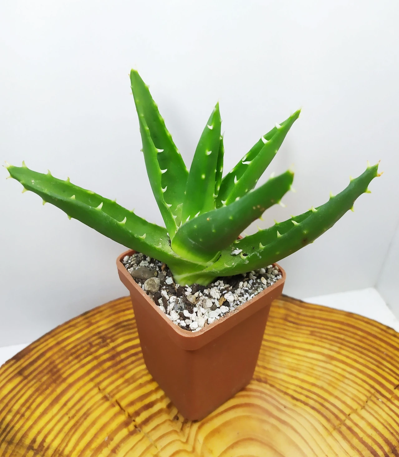 iak-peresadyty-aloe-novyi-dim-dlia-stolitnyka-1108